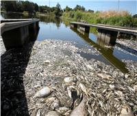 ألمانيا وبولندا تبحث عن سبب نفوق الأسماك الجماعي في نهر «أودر»
