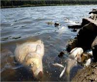 مخاوف من كارثة بيئية في نهر أودير بألمانيا وبولندا
