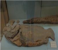 باحثة أثرية: «تل المقدام» بالدقهلية تكشف أهمية الأسماك في مصر القديمة