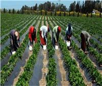 معهد الاقتصاد الزراعي يكشف تفاصيل خطة «الزراعة» لدعم المزارعين |فيديو 