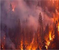 وفاة 26 شخصًا بسبب حرائق الغابات في الجزائر 