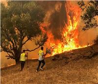 الجزائر تعلن السيطرة على حرائق الغابات بعدد من الولايات