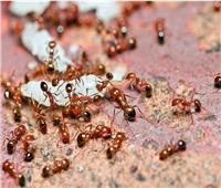 النمل يغزو قرى هندية ويُحدِث كوارث فيها