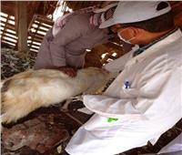 تحصين 337 ألف و461 رأس ماشية ضد مرض الحمى القلاعية بالشرقية 