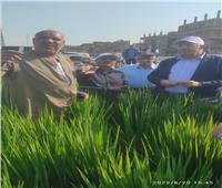 بالصور.. وزير الزراعة يتفقد حقلًا إرشاديًا للأرز الجديد «سوبر 300» بالغربية