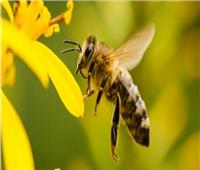 دراسة تكشف تأثر أجنحة النحل بالتغيرات المناخية عبر 100 عام