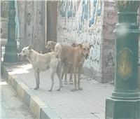 تجمعات الكلاب الضالة تهاجم الماره بأحياء شبين الكوم