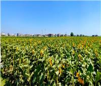 تحديات إنتاج المحاصيل الزيتية في ندوة بـ«زراعة البحيرة»