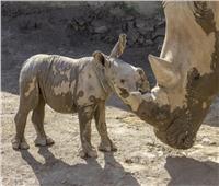أسرار وحيد القرن الأبيض المهدد بالإنقراض |فيديو