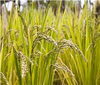 الزراعة: تجهيز 150 نقطة لاستلام أرز الشعير من الفلاحين