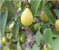 أسباب وعلاج تساقط ثمار الجوافة في مرحلة النضج