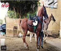 تجارة الخيول في نزلة السمان وكيفية اقتناء حصان| فيديو 