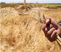 نقيب الزراعيين: 1000 جنيه لأردب القمح يحقق عائد مجزي للفلاح | فيديو