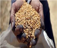 زراعة الشيوخ: تحديد سعر استرشادي للقمح بألف جنيه يهدف لتحقيق الأمن الغذائي