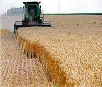 تحديد سعر استرشادي للقمح يشجع المزارعين على زيادة المساحة المنزرعة| فيديو