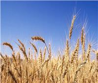 رئيس مركز معلومات المناخ يقدم نصائح لمزارعي القمح لتجنب نقص الإنتاج