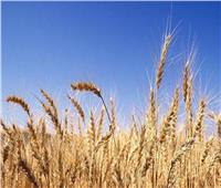 «زراعة الشيوخ»: تحديد الحكومة سعر القمح ب 1000 جنيه يقلل فاتورة الاستيراد
