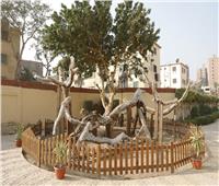 باحث: «شجرة مريم» تراث دينى عالمى تنفرد به مصر