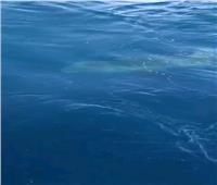 القرش الحوتي «بهلول» يظهر في البحر الأحمر جنوب الغردقة | فيديو 