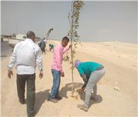 محافظ المنيا: توزيع أكثر من 3 آلاف شجرة على القري والأحياء بمركز بني مزار