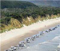 العثور على 230 حوتاً طياراً غيروا مسارهم إلى ساحل جزيرة أسترالية  