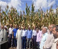 «زراعة الشرقية» تنظم يومًا لحصاد الذرة الشامية 
