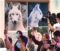 الصين تستنسخ أول "ذئب قطبي" في العالم