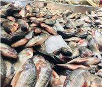 ضبط 2.1 أطنان أسماك مجمدة وجمبري غير صالحة في الجيزة
