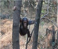 «عصابة القرود» تطالب بفدية كبيرة لإعادة «3 شمبانزي» مختطفين