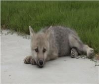 الكشف عن أول استنساخ لذئب القطب الشمالي المهدد بالانقراض |صور