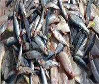 ضبط 8 أطنان أسماك فاسدة داخل ثلاجة أغذية بالقاهرة 