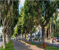 «البحوث الزراعية»: وجود الأشجار في الشوارع يقوي مناعة الأطفال 