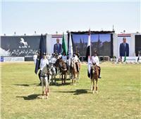 انطلاق فعاليات مهرجان الخيول العربية الأصيلة بالشرقية