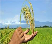 أبرز السلالات الجديدة من الأرز عالية الإنتاج بكفر الشيخ | فيديو