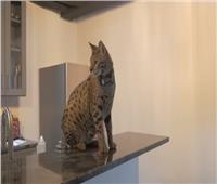 القطة «فنرير» الأطول في العالم |فيديو   