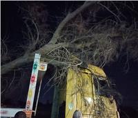 توقف طريق طنطا بسيون بعد سقوط شجرة عملاقة | صور