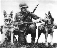 نصف مليون كلب لحراسة الحدود السوفيتية.. فما القصة؟