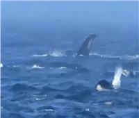 استمرت 3 ساعات.. معركة الحيتان تشعل المحيط الهادي| فيديو