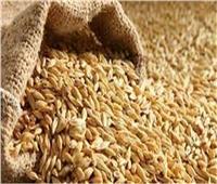 تحرير 172 إنذارًا ضد أصحاب حيازات زراعية لعدم توريد الأرز بالبحيرة 