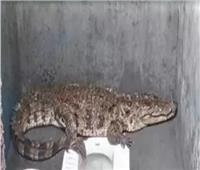 تمساح عملاق يقتحم مرحاض منزل بالهند وفريق الإنقاذ يقبض عليه