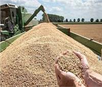 ارتفاع أسعار القمح عالميًا خلال تعاملات اليوم الاثنين