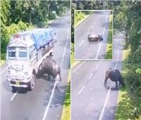 اصطدام وحيد قرن بشاحنة مسرعة خلال محاولته عبور طريق في الهند| فيديو 