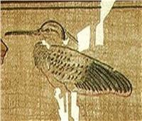 خبير آثار يكشف تاريخ نشأة «طائر البنو» في مصر القديمة  