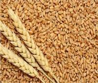 «التموين» تستقبل طلبات شراء القمح والدقيق لصناعة المكرونة والفينو  