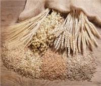 الإحصاء: إنتاج القمح العالمى بلغ 776٫7 مليون طن عـام «2020/ 2021»