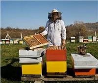 الزراعة تدشن الملتقى الأول للنهوض بصناعة «نحل العسل»
