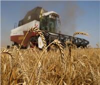 أوكرانيا تعتزم خفض زراعة القمح العام الجاري بأكثر من 20%