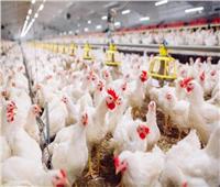 ننتج مليار و500 مليون دجاجة في العام.. مفاجأة سارة بشأن أسعار الدواجن| فيديو