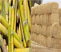 علاج للأسنان من إعادة تدوير قش الأرز ولب القصب