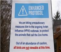 إنفلونزا الطيور.. إعلان منطقة وقائية في جميع أنحاء بريطانيا العظمى